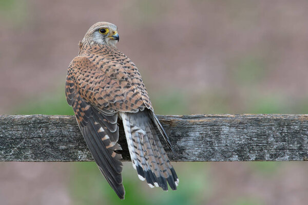 Kestrel (Falco tinnunculus) perched on a fence in a field