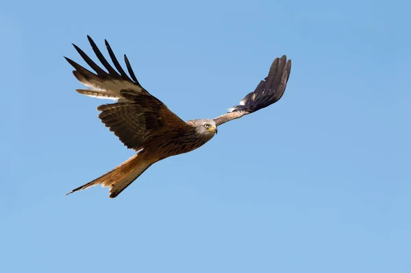 Cerf Volant Rouge Milvus Milvus Volant Travers Ciel Bleu Clair — Photo