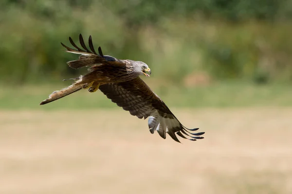 Red Kite Milvus Milvus Flying Fields — Stock Photo, Image