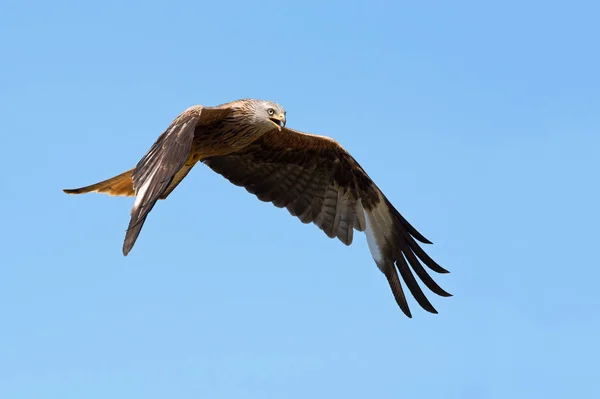 Cometa Roja Milvus Milvus Volando Través Del Cielo Azul Claro —  Fotos de Stock