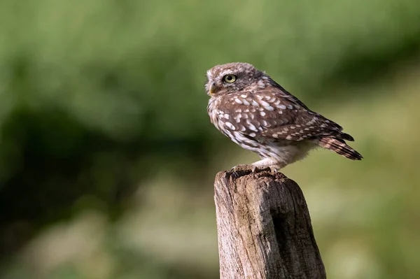 Little Owl Athene Noctua Perched Old Wooden Stump Farmland — Stock Photo, Image