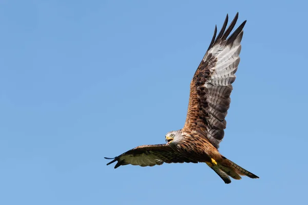 Rotmilan Milvus Milvus Fliegt Durch Einen Strahlend Blauen Sommerhimmel — Stockfoto