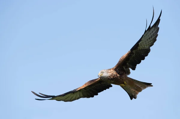 Rotmilan Milvus Milvus Fliegt Durch Einen Strahlend Blauen Sommerhimmel — Stockfoto