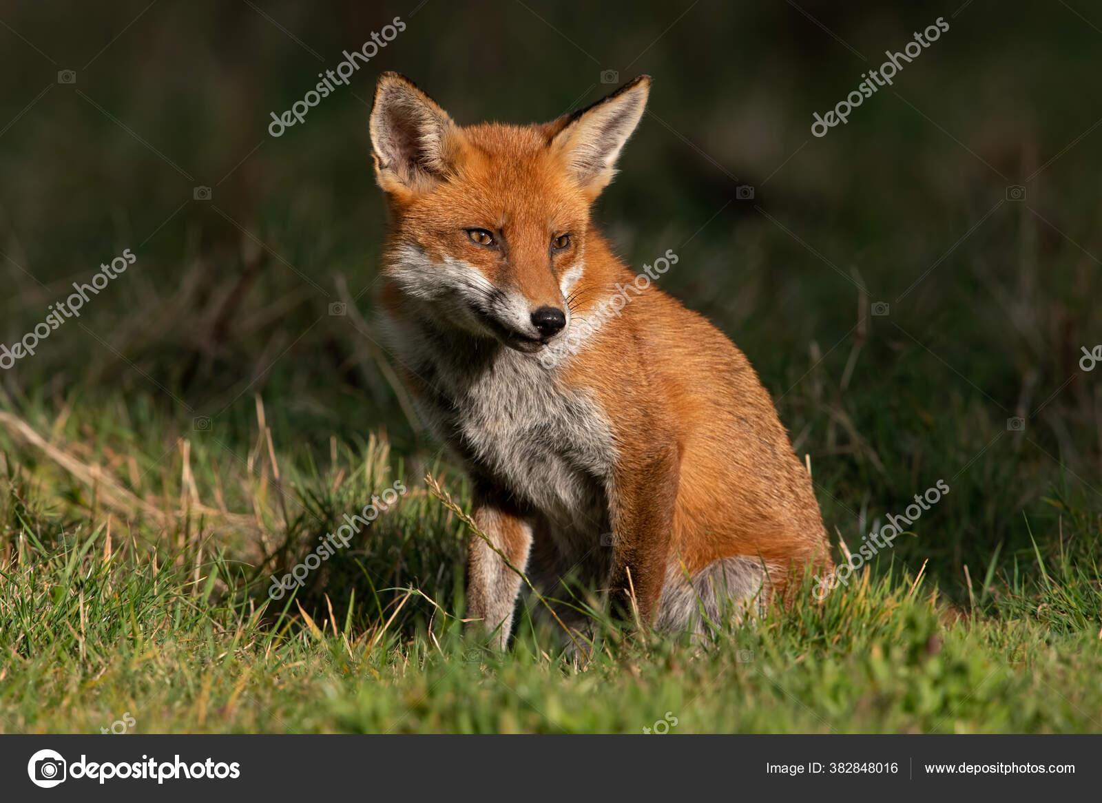 Renard Images Libres De Droit Photos De Renard Depositphotos Renard Images Libres De Droit Photos De Renard Depositphotos