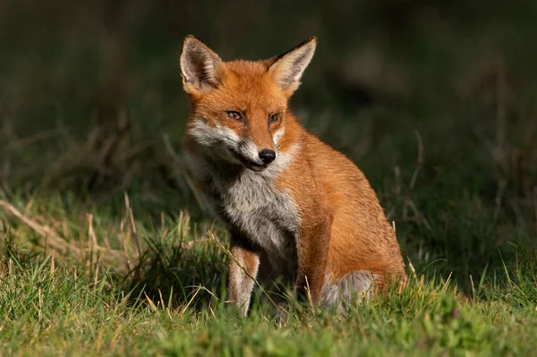 Red Fox Vulpes Vulpes Sunlight Edge Dark Forest — Stock Photo, Image