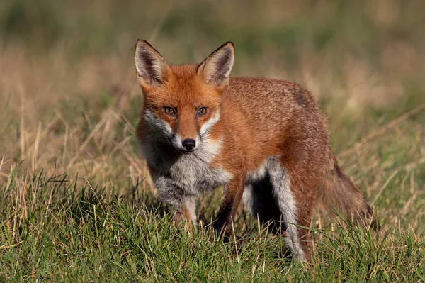 Renard Roux Vulpes Vulpes Dans Prairie Été — Photo