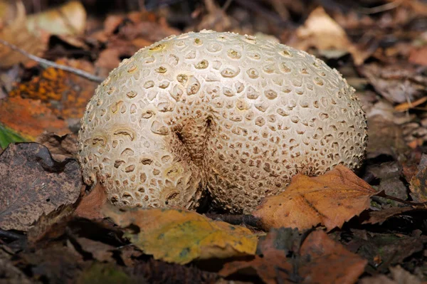 Gewone Aardbal Scleroderma Citrinum Een Bos — Stockfoto