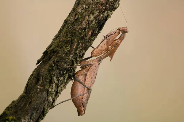 Dead Leaf Mantis Deroplatys Desiccata Climbing Branch — Stock Photo, Image