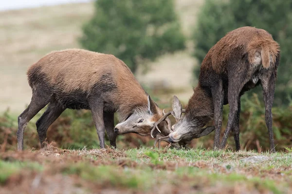 Red Deer Stags Cervus Elaphus Battling Antlers Locked Together — Stock Photo, Image