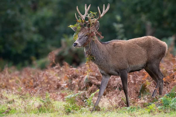 Красный Олень Cervus Elaphus Брекеном Рогах — стоковое фото