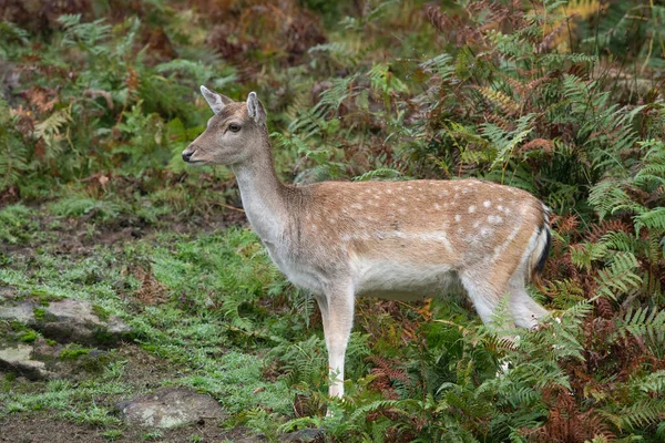 Fallow Deer Doe Dama Dama Spessa Felce Verde — Foto Stock