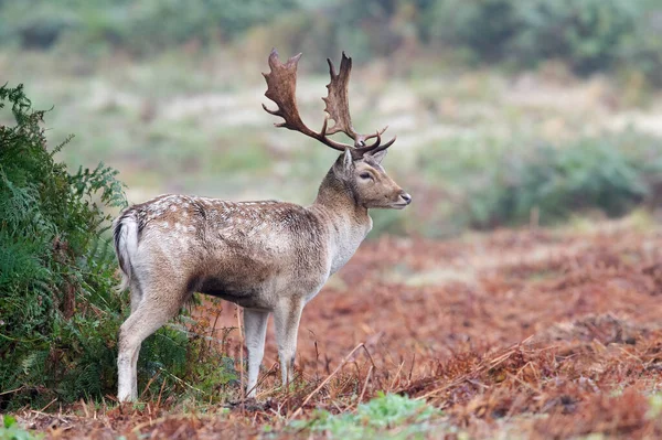Fallow Deer Buck Dama Dama Borde Bosque — Foto de Stock