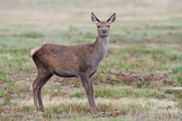 Red Deer Calf Cervus Elaphus Field Edge Forest — Stock Photo, Image