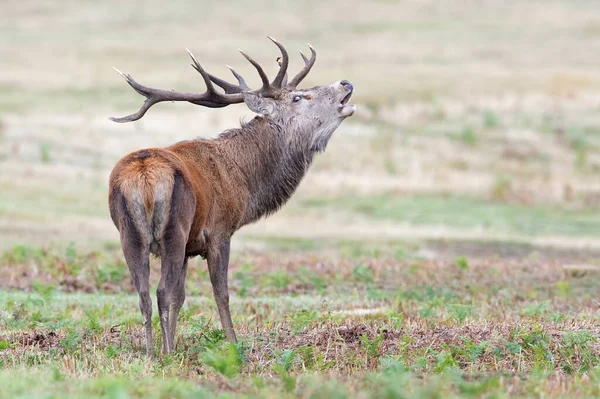 Red Deer Stag Cervus Elaphus Bellowing His Hinds — Stock Photo, Image