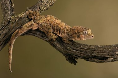 Mossy Prehensile Tail Gecko (Mniarogekko chahoua) liken kaplı bir dala karşı kamufle oldu