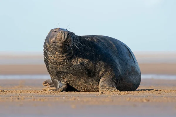 Male Atlantic Grey Seal Halichoerus Grypus Písečné Pláži — Stock fotografie