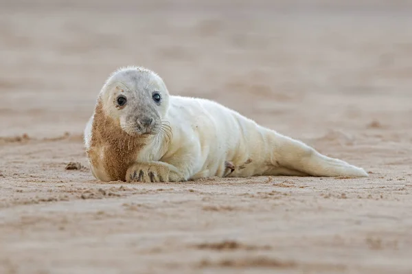 Atlantic Grey Seal Pup Halichoerus Grypus Una Playa Arena — Foto de Stock