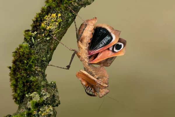 Louva Folha Morta Deroplatys Desiccata Mostrando Exibição Ameaça — Fotografia de Stock