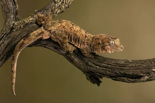 Mossy Prehensile Coda Geco Mniarogekko Chahoua Camuffato Contro Ramo Ricoperto — Foto Stock