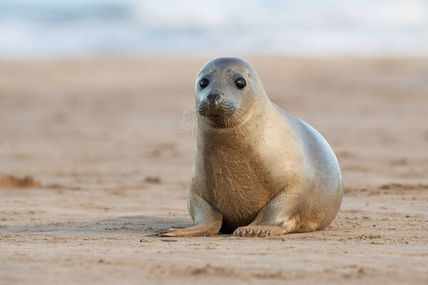 Harbour Seal (Phoca vitulina) at the edge of the ocean