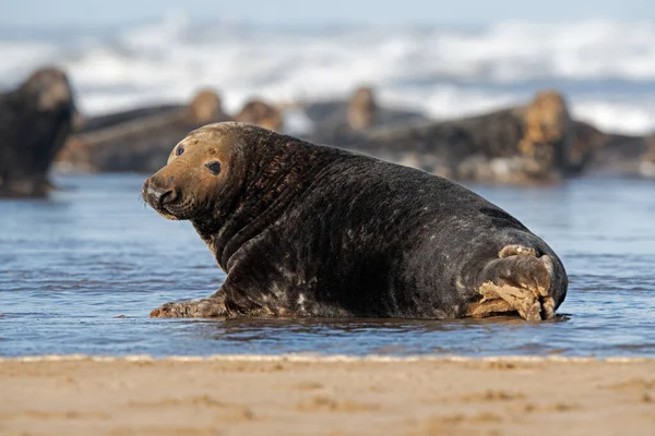 Männliche Kegelrobbe Halichoerus Grypus Rande Der Flut — Stockfoto