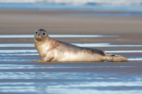Печать гавани (Phoca vitulina) на берегу океана