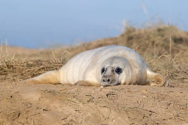 Atlantic Grey Seal Pup Halichoerus Grypus Sand Dunes — Stock Photo, Image