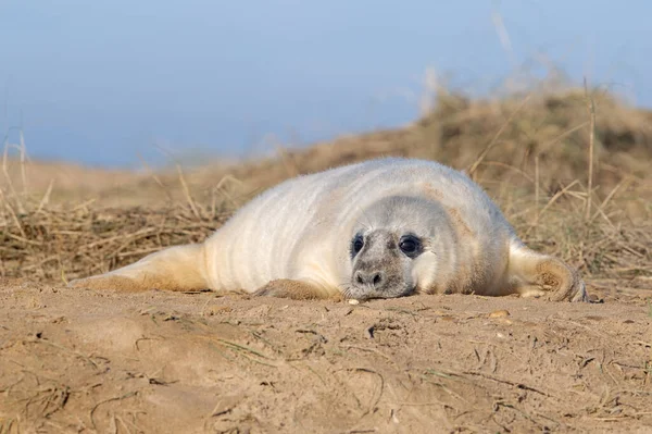 Kegelrobben Welpe Halichoerus Grypus Sanddünen — Stockfoto