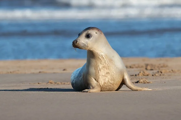 Harbour Seal Phoca Vitulina Edge Ocean — Stock Photo, Image