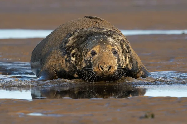 Mannelijke Atlantische Grijze Zeehond Halichoerus Grypus Het Strand Pups Seizoen — Stockfoto