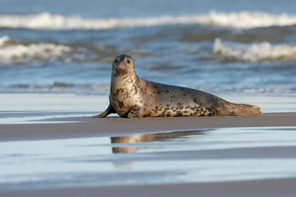 Harbour Seal Phoca Vitulina Meren Rannalla — kuvapankkivalokuva