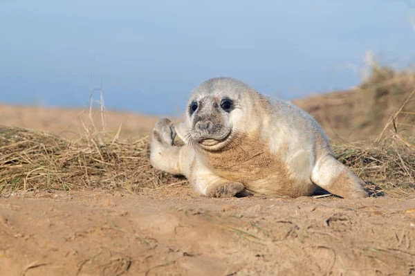 Kegelrobben Welpe Halichoerus Grypus Sanddünen — Stockfoto