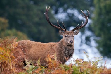 Kızıl Geyik Geyiği (Cervus elaphus) bir ormanın kıyısında parantez içinde