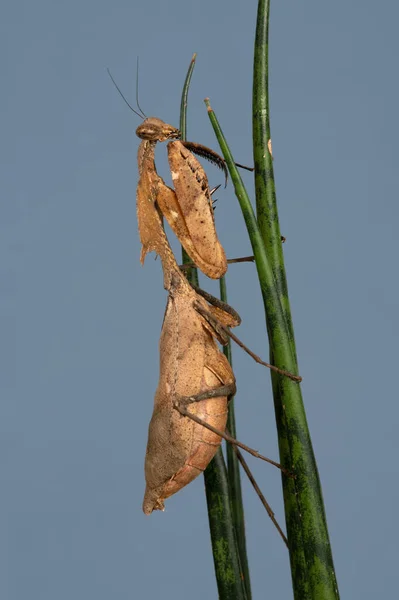 Mantis Folhas Mortas Deroplatys Desiccata Planta Sansevieria Fernwood Mikado — Fotografia de Stock