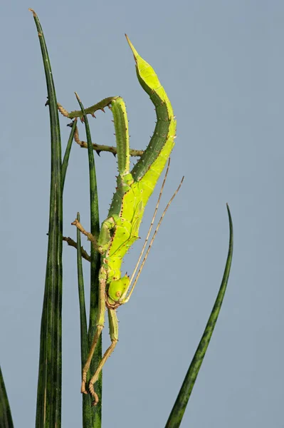 Malaiische Dschungel Nymphe Heteropteryx Dilatata Auf Sansevieria Fernwood Mikado Pflanze — Stockfoto