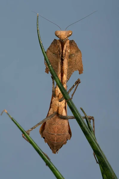 Dead Leaf Mantis Deroplatys Desiccata Sansevieria Fernwood Mikado Plant — Stock Photo, Image