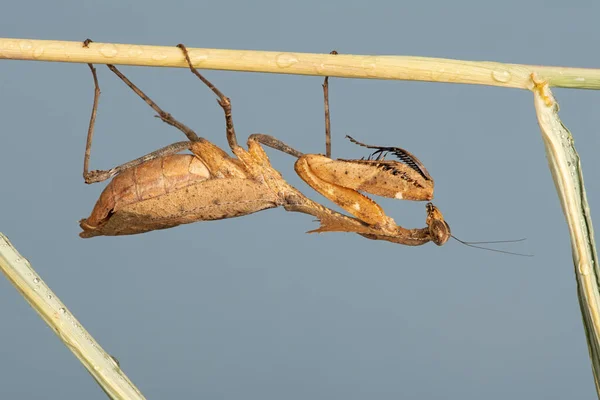 Totblättrige Gottesanbeterin Deroplatys Desiccata Auf Einem Dicken Grashalm — Stockfoto