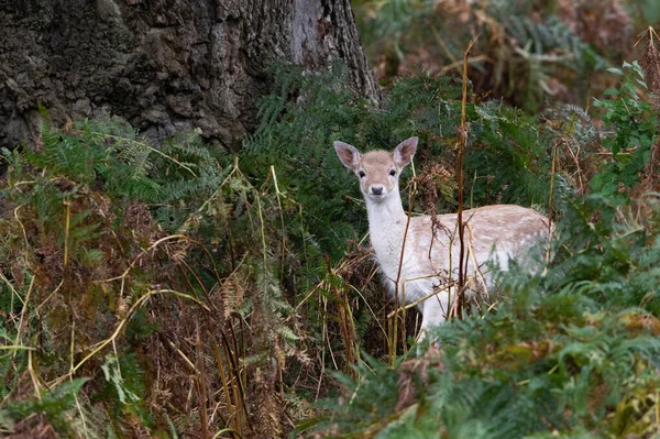 Fallow Deer Fawn Dama Dama Diep Eeuwenoud Bos — Stockfoto