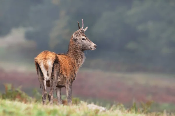 谷の頂に立つ若い赤い鹿 ケルベス エラファス — ストック写真