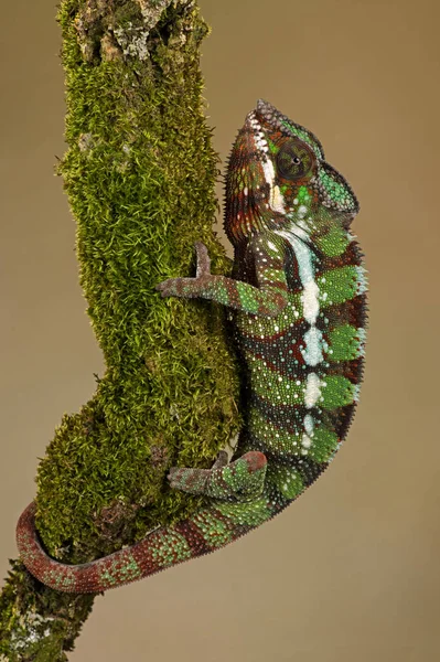 Ambilobe Panther Chameleon Furcifer Pardalis Šplhající Mech Lišejník Pokrytá Větev — Stock fotografie