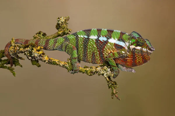 Ambilobe Panther Chameleon Furcifer Pardalis Yosun Liken Kaplı Dala Tırmanıyor — Stok fotoğraf