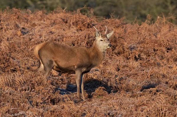 Jovem Estaca Veado Vermelho Cervus Elaphus Suporte Vermelho Gelado — Fotografia de Stock