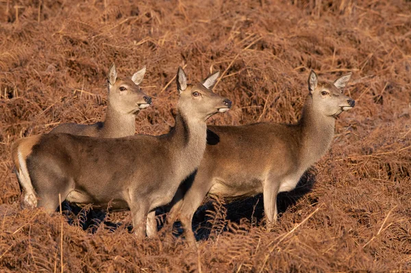 Three Red Deer Hinds Cervus Elaphus Frosty Red Bracken — Stock Photo, Image