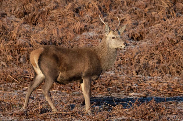 Jonge Rode Hert Cervus Elaphus Ijzige Rode Bracken — Stockfoto