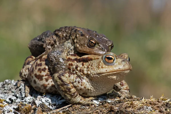 Sapos Macho Fêmea Pareados Bufo Bufo Sua Lagoa Reprodução — Fotografia de Stock