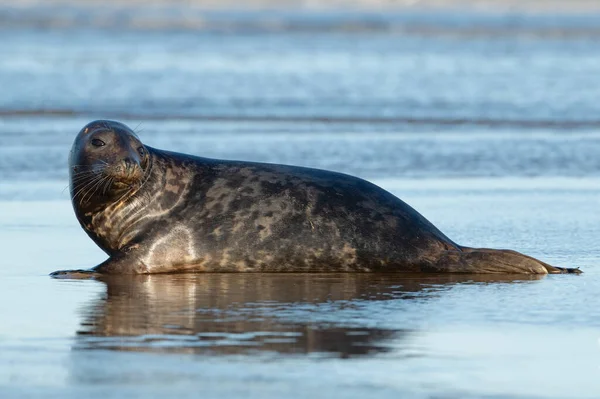 Phoque Commun Phoca Vitulina Sur Côte Lincolnshire — Photo