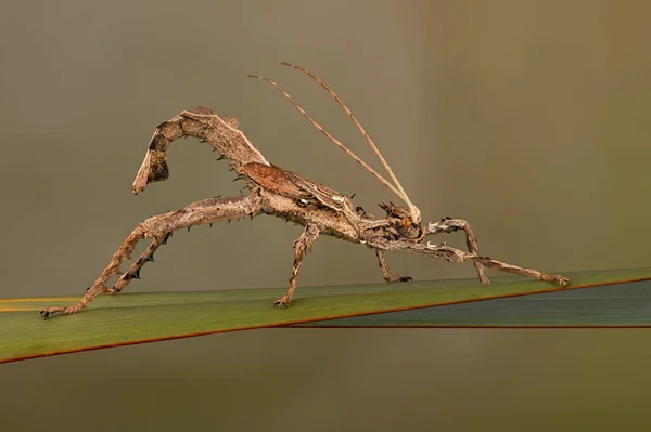 Malayan Jungle Nymph Heteropteryx Dilatata — Stock Photo, Image