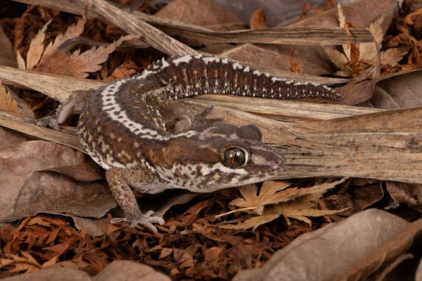 Ocelot Gecko Paroedura Pictus Forest Floor Scene — Stock Photo, Image