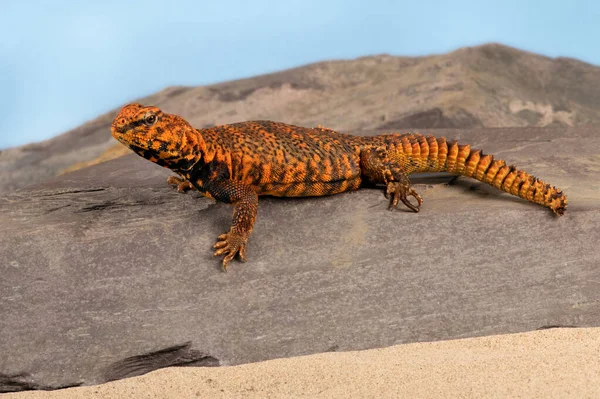 Saharan Spiny Tail Lizard Uromastyx Geyri Uma Cena Deserto — Fotografia de Stock