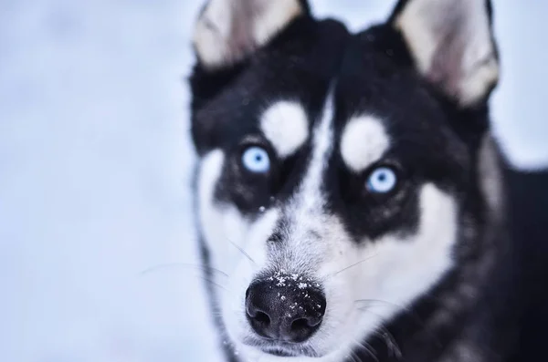 Şirin bir köpeğin portresi.
